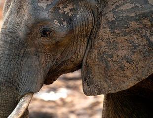 Elephant advocates sue Trump administration on trophy hunting