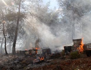 11,781 hectares of forest land damaged by fires in 2017: Minister