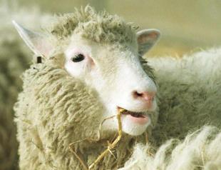 Dolly the cloned sheep was not old before her time