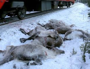 Horror as Norway freight trains mow down over 100 reindeer