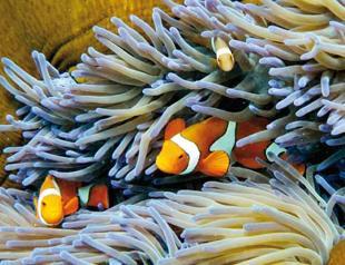 Coral transplant raises Barrier Reef survival hopes