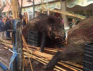 Turkish district marks liberation anniversary with parade of hunted boars