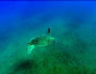 Endangered green turtles play role as gardeners of seas