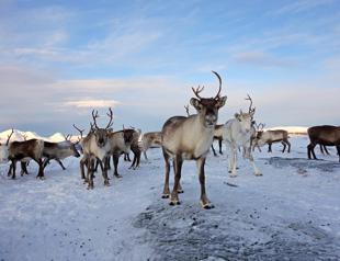 Norway to put up fence to stop reindeer slaughter