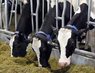 Qatar builds dairy industry in desert as it defies Arab boycott