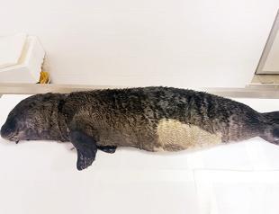 Dead Mediterranean monk seal to be exhibited at museum in Turkey’s Antalya