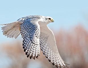 Rare falcon on decline in Pakistan due to Arab hunters
