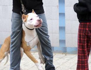 Trabzon court deems pit bull dog a ‘weapon,’ increases man’s sentence