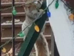 Police: Squirrel blamed for vandalizing Christmas lights