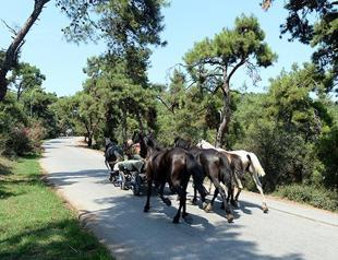 Quarantine imposed in Istanbul’s Büyükada after glanders disease infects horses