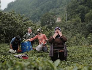UN moves to protect whistled ‘bird language’ in Turkey’s Black Sea region