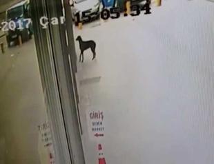 Video shows hungry stray dog knocking on supermarket’s window in Turkey’s Kocaeli