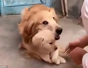 Cute dog refuses to let owner shake hands with newborn puppy