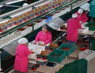 Top Turkish tomato exporter looks to hot springs to lead world market