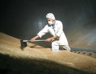 Egypt shifts policy to end ergot confusion