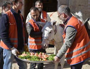 Retirement ceremony held for three garbage collector donkeys in Turkey’s Mardin