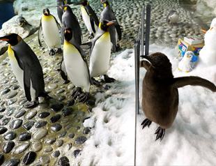 Penguin Maru makes first public waddle