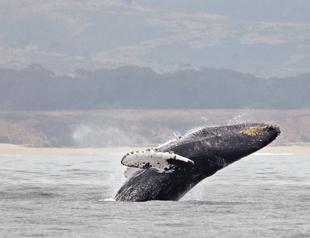 EU, other nations call on Japan to put end to Antarctic whaling