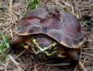 Lizard and turtle among newest species