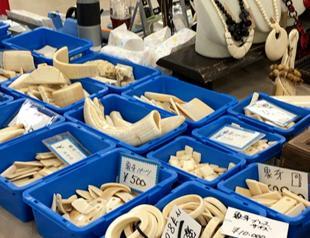 Japan ‘aiding in illegal ivory trade’