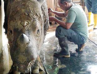 Malaysias last female Sumatran rhino gravely ill