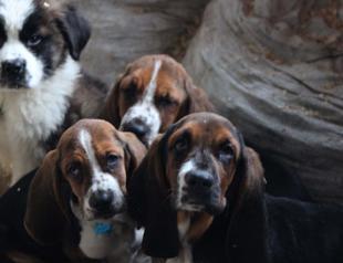 10 illegally smuggled puppies to be auctioned in Turkey’s Edirne