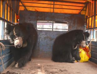 Nepals last known dancing bears rescued