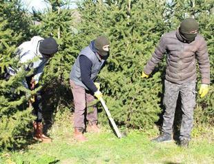 Istanbul authorities on alert to prevent illegal cutting down of pines ahead of New Year’s Eve
