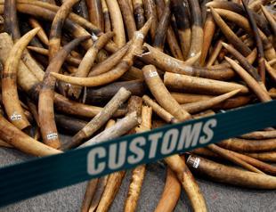 China ban on ivory sales aims to curb elephant poaching