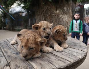 President Erdoğan ponders giving lion cubs presented to him in Africa as gift to grandchildren