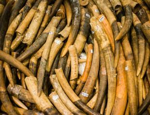 Chinese ban on ivory sales goes into effect