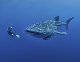 Swimming with whale sharks in Mexico