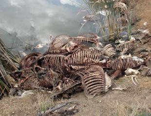 Two tons of unhealthy meat, 1,000 chickens seized in Turkey’s Adana