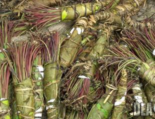 Two suitcases filled with khat drug seized at Istanbul Atatürk Airport