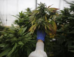 Legal cannabis ‘to generate $40 bln, 400,000 jobs in US’