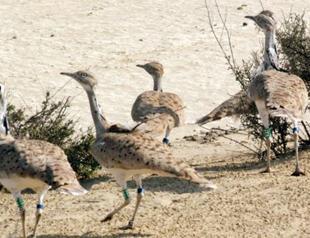 Royals hunt endangered bird in Pakistan despite local opposition