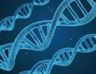 Turkish scientists to crack Neolithic-era DNA code, European funding awarded