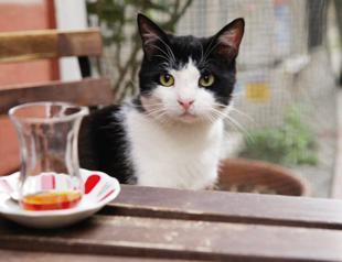 Cats to meow in Istanbul’s Pera Film