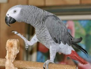 Officials seize more than 300 African parrots in Istanbul