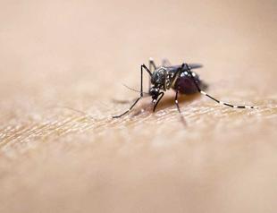 Report by Health Ministry warns of Zika risk in Turkey