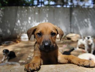 New Turkish draft law foresees jail for all found guilty of killing animals