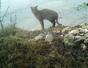 Rare jungle cat spotted in central Turkey