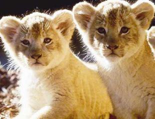 Four lion cubs gifted to Erdoğan by Sudan arrive in Turkey’s Gaziantep