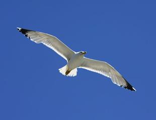 Citizen calls hotline, complains of seagull noise