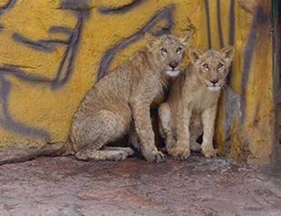 Lion cubs gifted to Erdoğan by Sudan meet zoo visitors