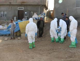 Town quarantined, 609 birds killed over bird flu in Turkey’s southeast