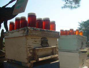 Turkish honey export revenues soared 60 pct in 2017