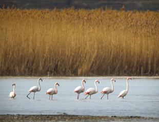 Lake Van hosts flamingos and swans