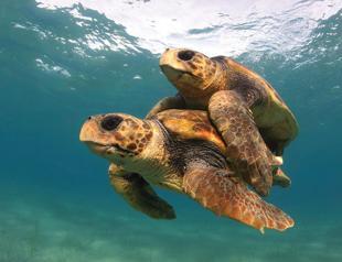 Warmer temperatures cause sea turtles to be born female
