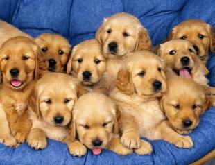 Turkish Constitutional Court to discuss animal torture cases on Jan 18